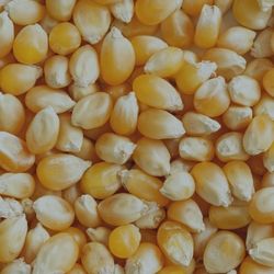 VICAM™: Corn