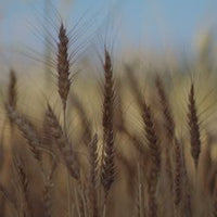 VICAM™: Wheat