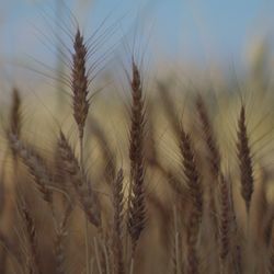 VICAM™: Wheat